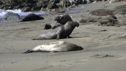 PICTURES/Elephant Seals on Cambria Beach/t_P1050259.JPG